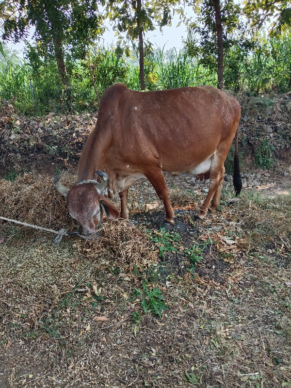 ગાય વેચવાનિછે....