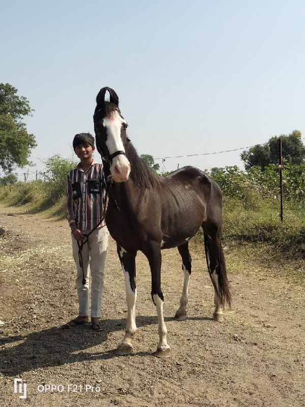 ઘોડી વેચવાની છે