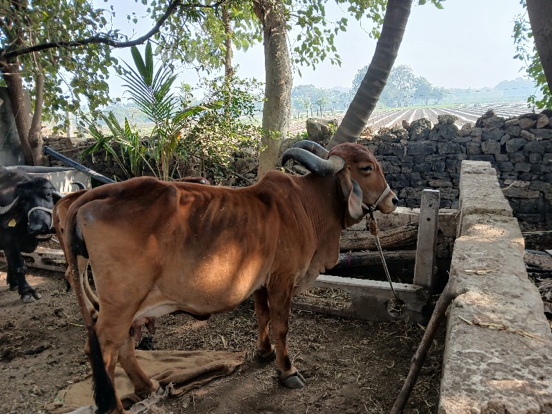 ગાય વેચવાની છે