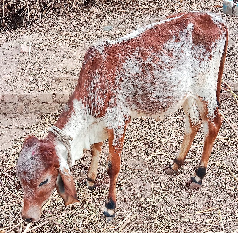 વાસડી વેચવાની છ...