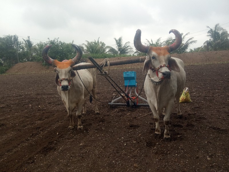 બળદ વેચવાના છે.