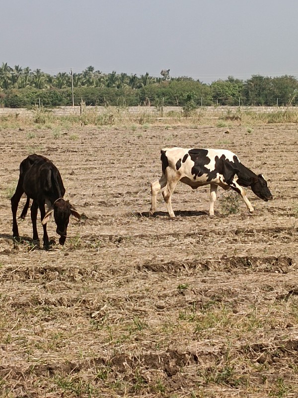 વાછડી વેચવાની છ...