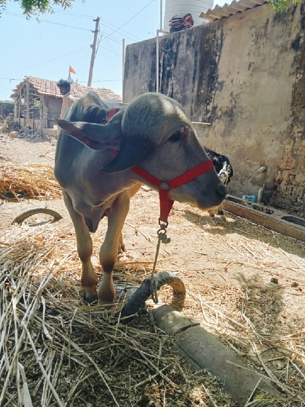 પાડો વેચવાનો છે