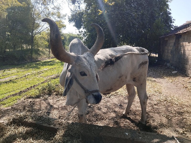 બળદ વેંચવા નો છ...