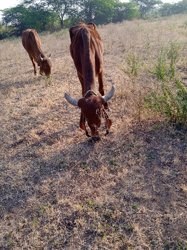 ગાય વેચવાની છે...