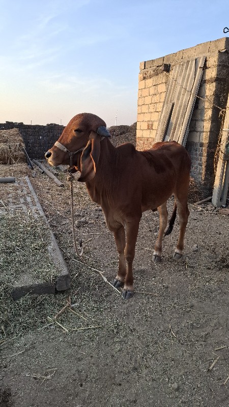 ગીર હોડકુ વેસવા...