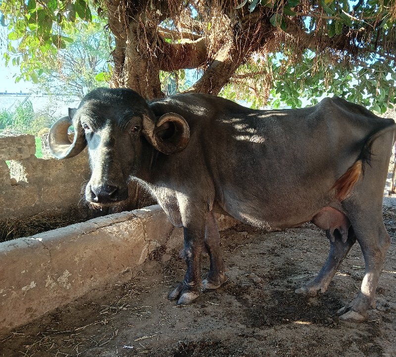 જાફરા બાદી ભેંસ