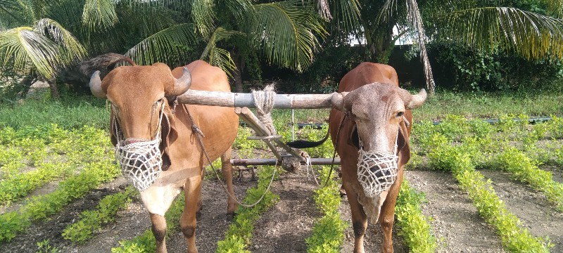 ગોધલા વેસવા ના...