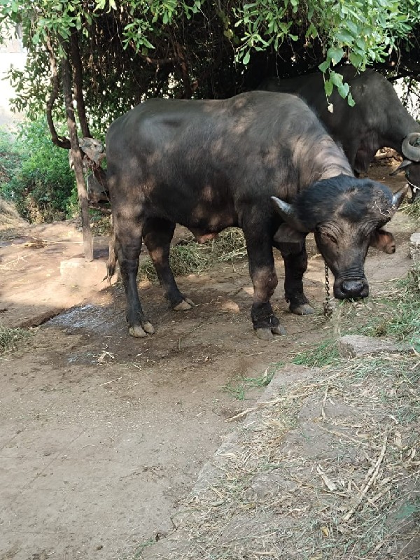 ખડેલિયો પાડો