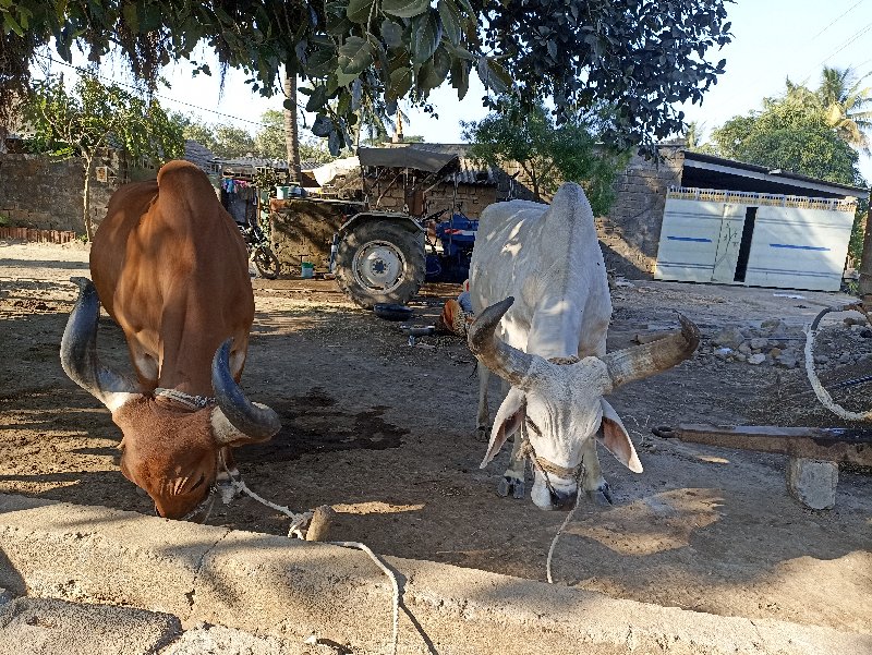 બળદ વેચવાના છે