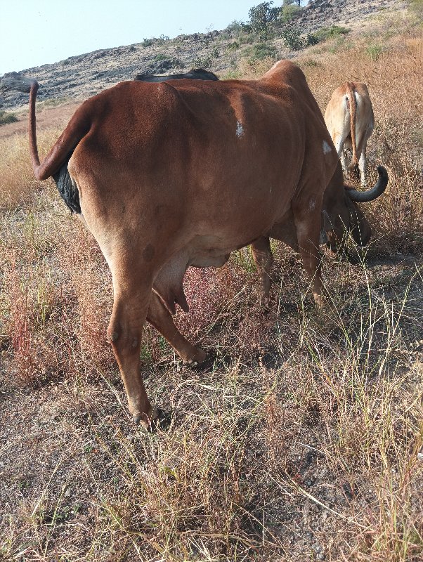 ગાય🐄