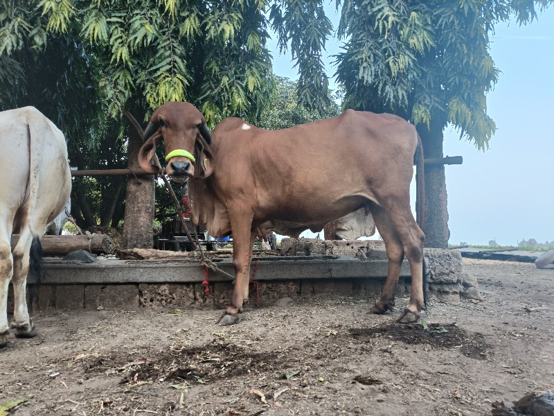 ગાય વેચવાની છે