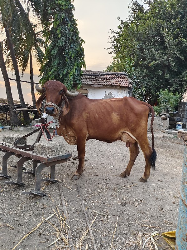 ગાય વેચવાની છે