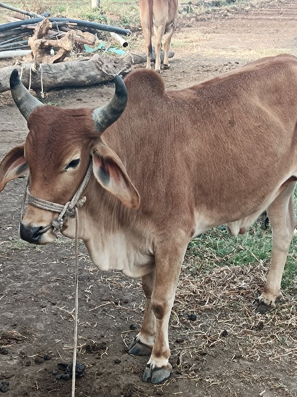 ગોદલો વેચવાનો છ...