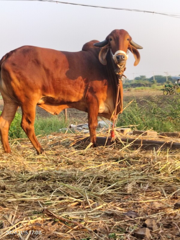 vachdi vechvani...