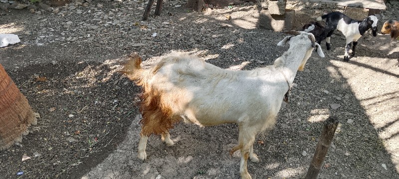 દેસી બકરી વેચવા...