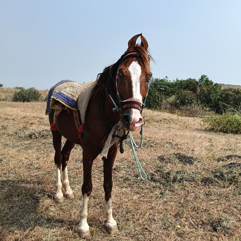 ઘોડો કુદવાવાળો