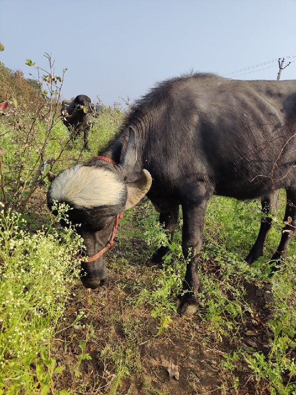 પાડો વેચવાનો છે