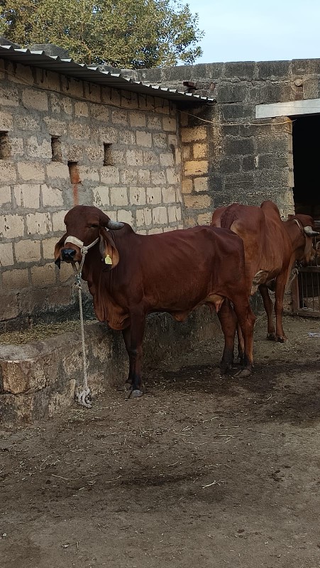 ગાય વેચવાની છે