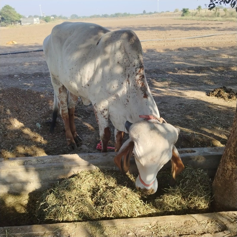 હોળકી લેવા માટે...