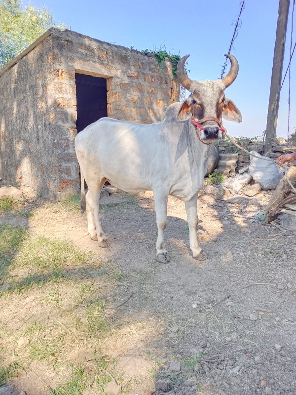 બરધ વેચવા સે