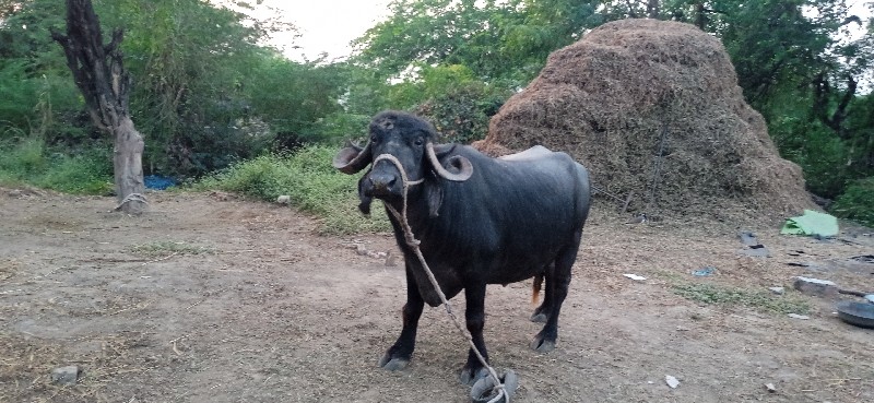 પુનીત ભાઈ