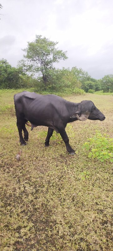 પાડો