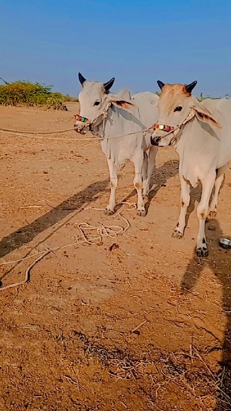 દ્વારકા તાલુકો...