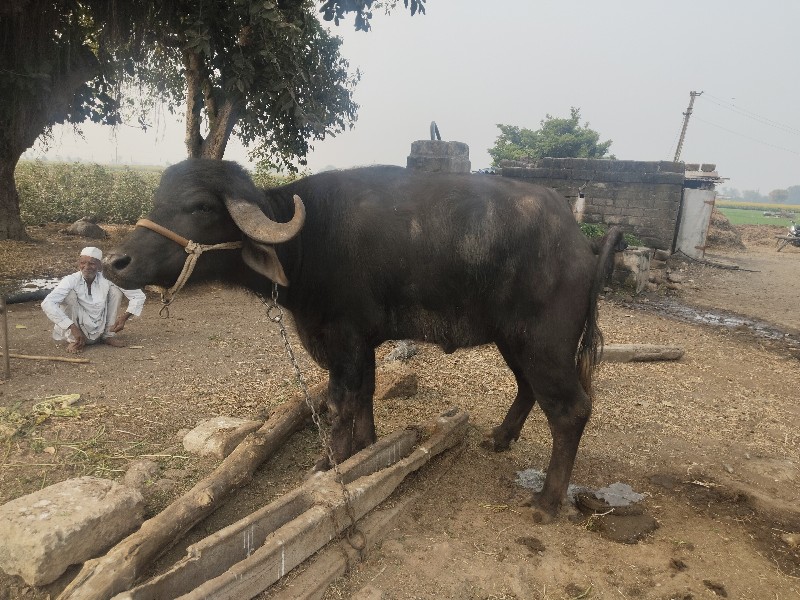 ખળેલી વેચવાની છ...