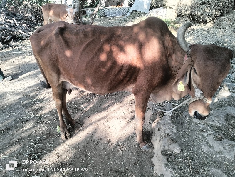 ગાય વેચવાની છે