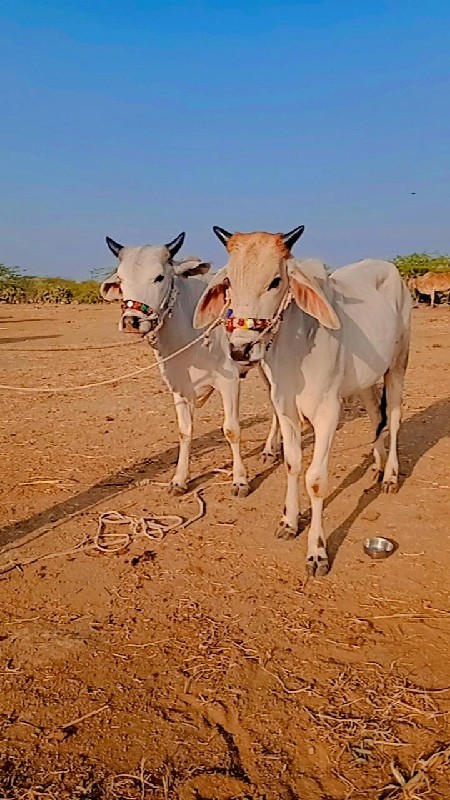 દ્વારકા તાલુકો...