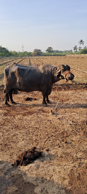 ૨ ભેશ વેશવાની છ...