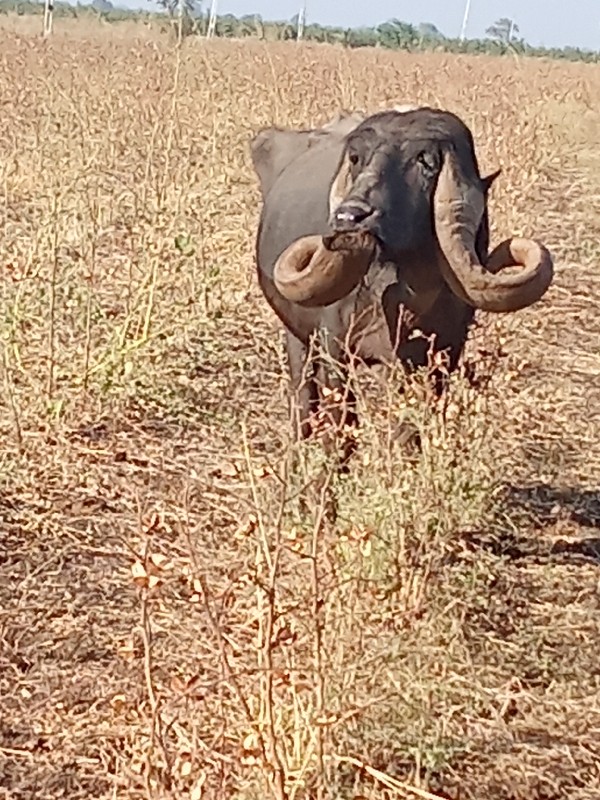 આપે વેચવાની છે...