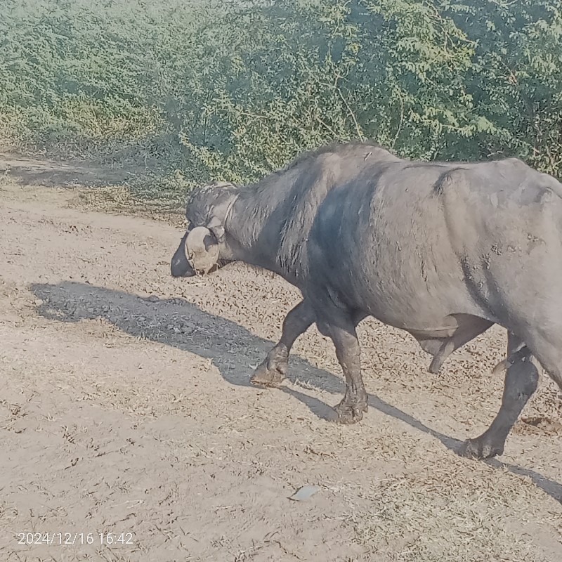 પાડો વેચવાનો છે