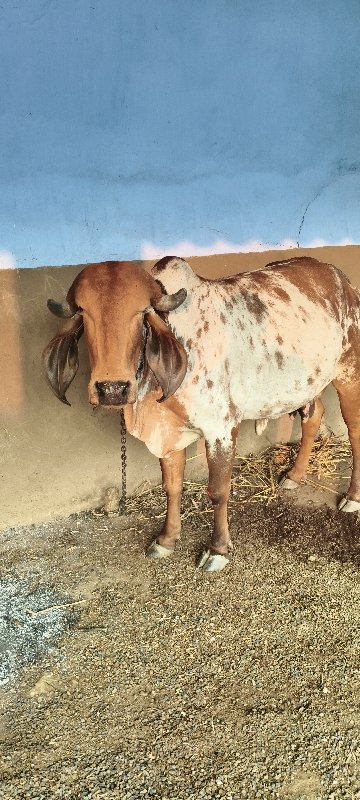 ગીર ગાય કાબરી વ...