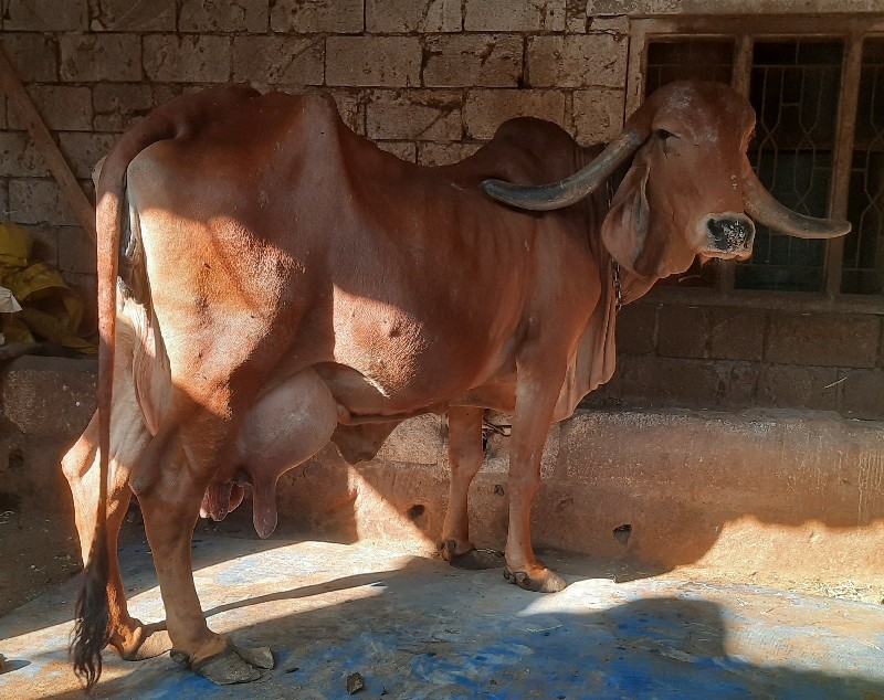 ગાય વેચવાની છે