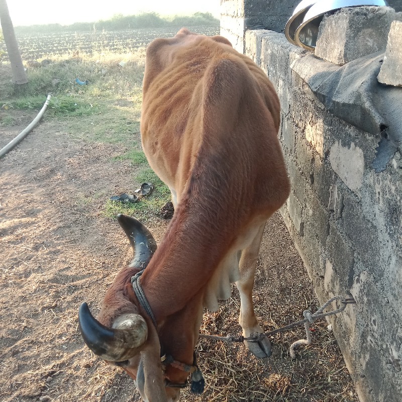 બડદ વેચવાના છે