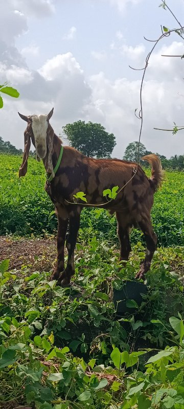 બકરા વેચવાના છે