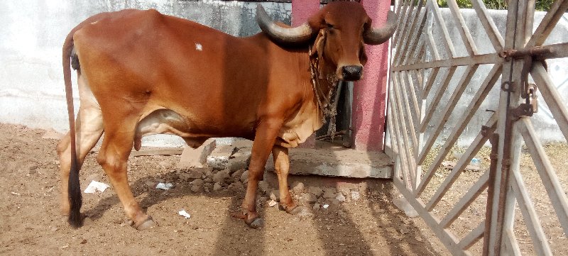 ગીર ગાય વેચવાની...