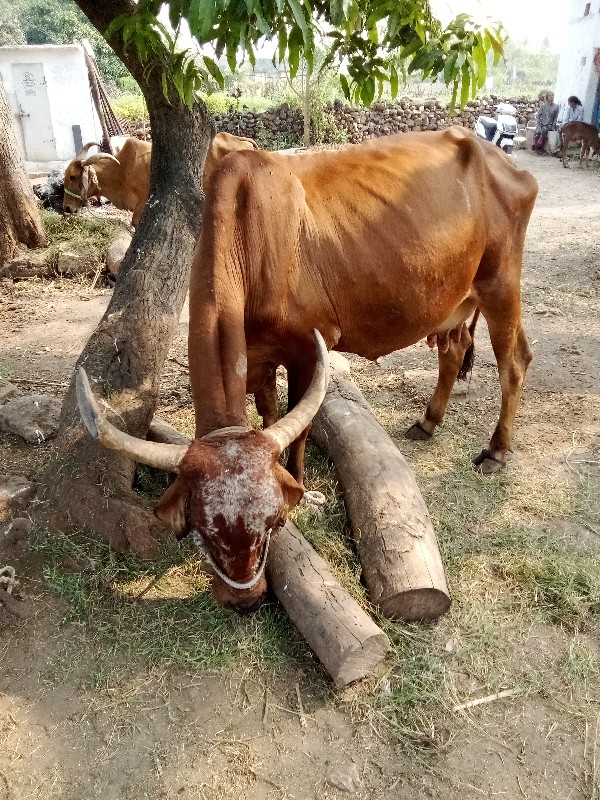 ગાય વેચવાની છે