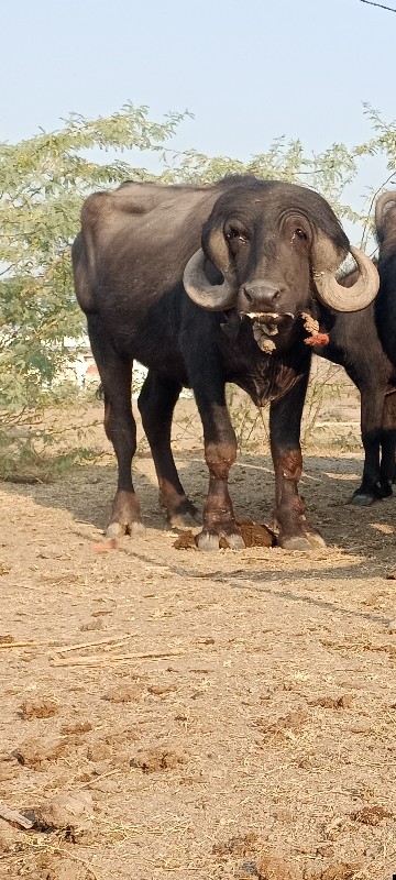 ખડી વેચવાની