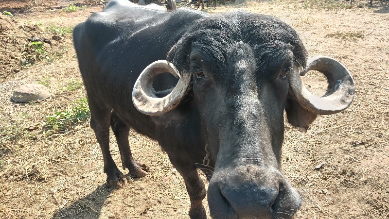 સુરેશ પરમાર