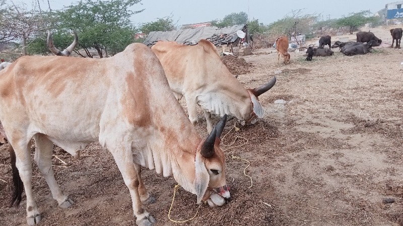 ગોટલા વેચી નાખવ...