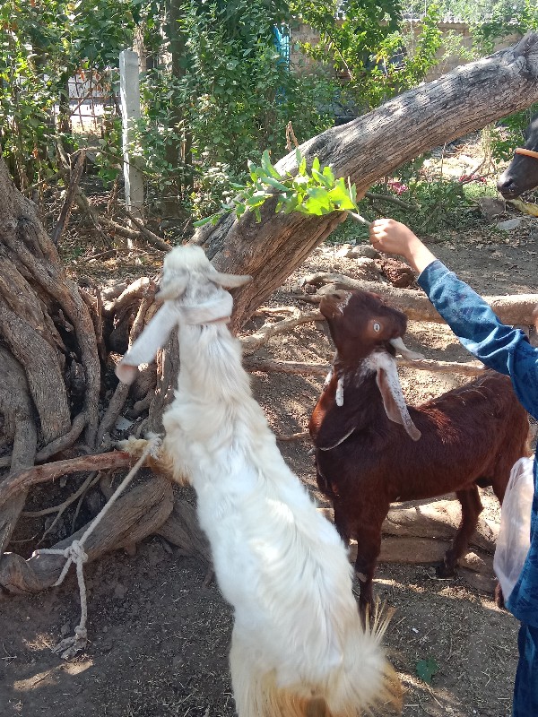 એક ઘેરો અને ચાર...