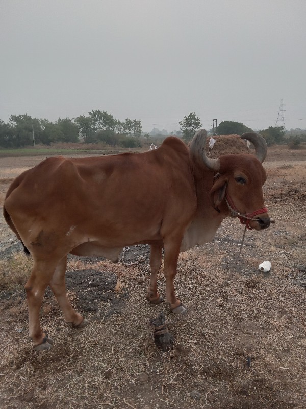 બળદવેશવાનોછે