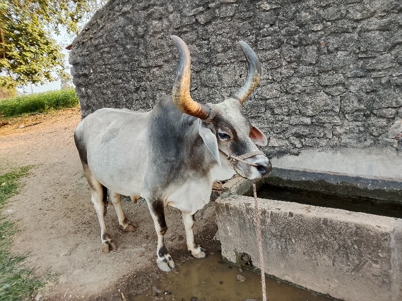 બળદ વેચવાનાછે