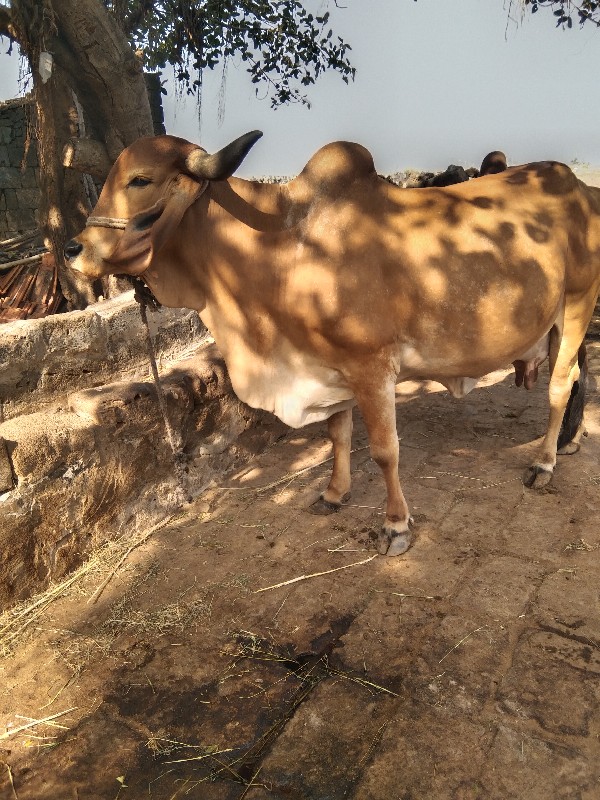 વેચવાનીગાયુવેશવ...