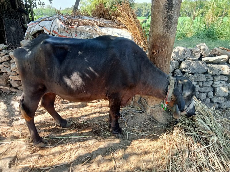 ખડેલું વેશવાનું...