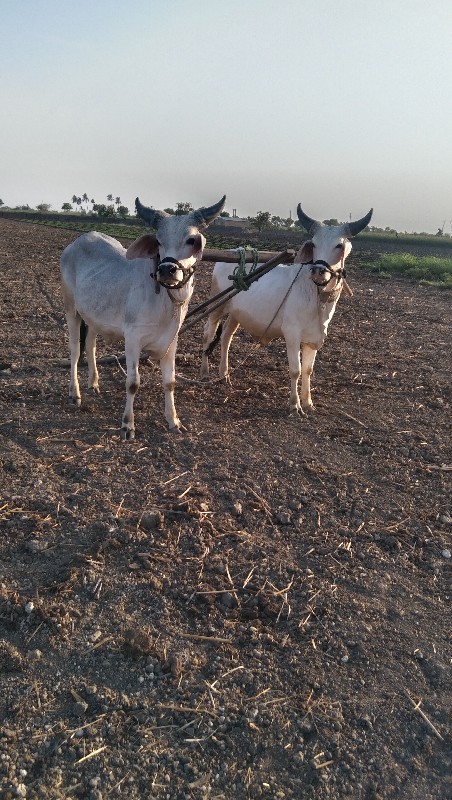 બળદ ગોઢલા વે ચવ...