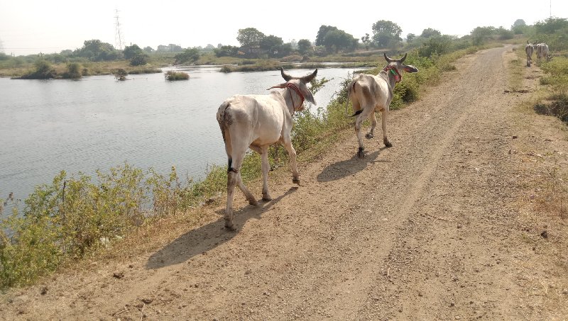 chalo Junagarh...